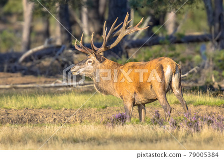 Red deer rutting season Veluwe 79005384
