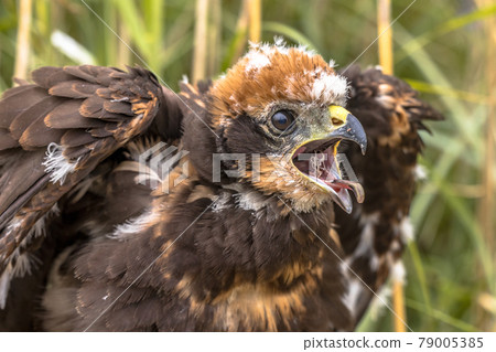 Western marsh harrier 79005385