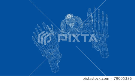 Human skeleton. Vector 79005386