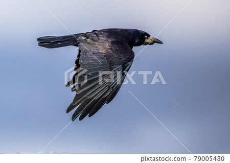 Portrait of flying Eurasian rook 79005480