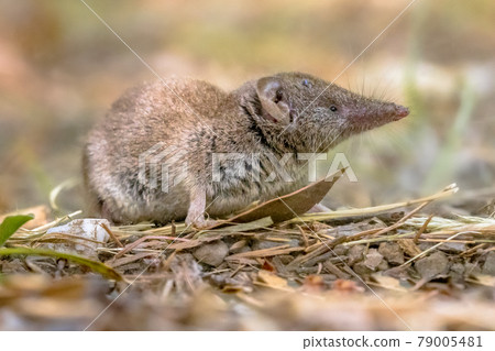 Lesser white toothed shrew in natural habitat Lesser white toothed shrew in natural habitat 79005481