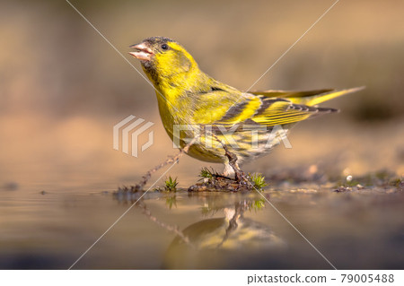 Eurasian Siskin drinking from shallow pond 79005488