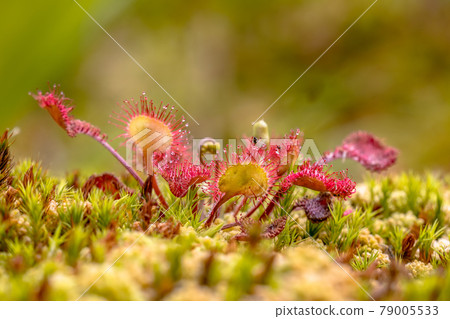 Round leaved sundew green background Round leaved sundew green background 79005533