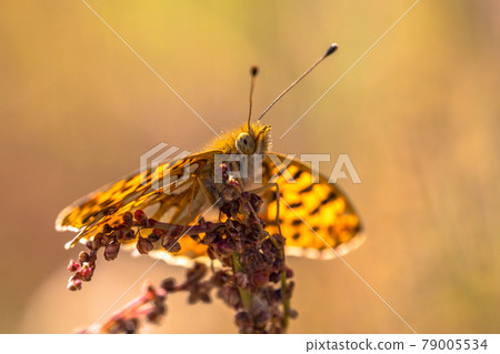 Queen of Spain fritillary 79005534