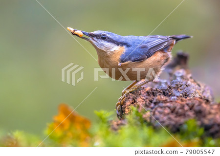 Nuthatch perched on tree trunk in forest 79005547