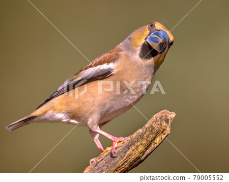 Hawfinch male bird foraging on blurred background 79005552