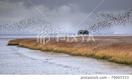 Huge flock of migrating birds European starling 79005553