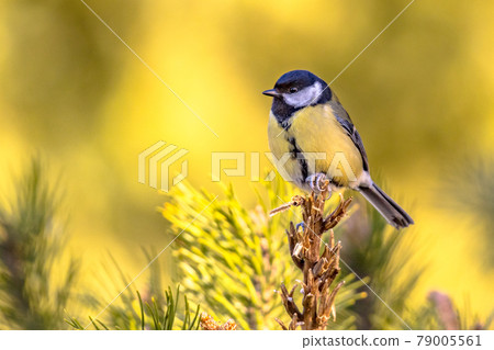 Great tit garden bird perched on branch 79005561