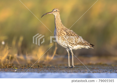 Eurasian curlew wading in tidal marsh waddensea 79005565
