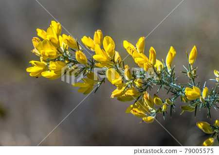 Common Gorse blooming Common Gorse blooming 79005575
