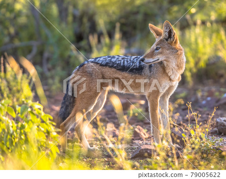 Black backed Jackal 79005622