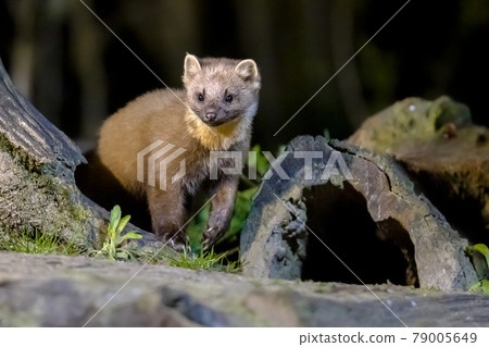 Pine marten on trunk in forest at night 79005649