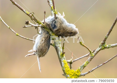 Vole mouse impaled by Great Grey Shrike 79005650