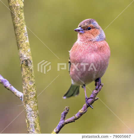 Male common chaffinch bird portrait 79005667