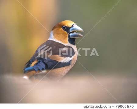Hawfinch male bird foraging on blurred background 79005670