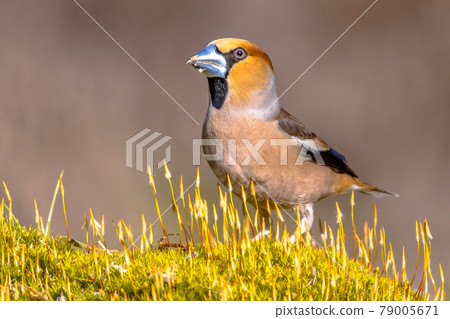 Hawfinch male bird foraging on blurred background Hawfinch male bird foraging on blurred background 79005671
