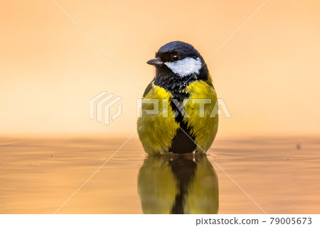 Great tit garden bird perched in bath Great tit garden bird perched in bath 79005673
