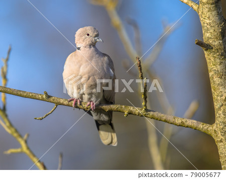 Eurasian collared dove perched on branch Eurasian collared dove perched on branch 79005677