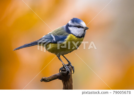 Eurasian Blue Tit perched on branch with colorful background Eurasian Blue Tit perched on branch with colorful background 79005678