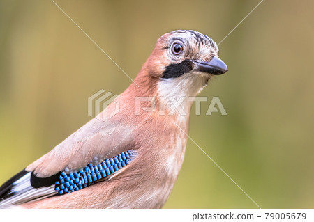 Curious Eurasian Jay head on bright background Curious Eurasian Jay head on bright background 79005679