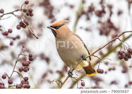 Bohemian waxwing feeding on red berries in tree 79005687