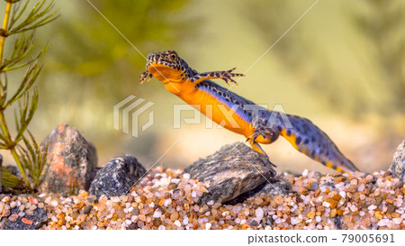 Alpine newt aquatic animal swimming in freshwater habitat 79005691