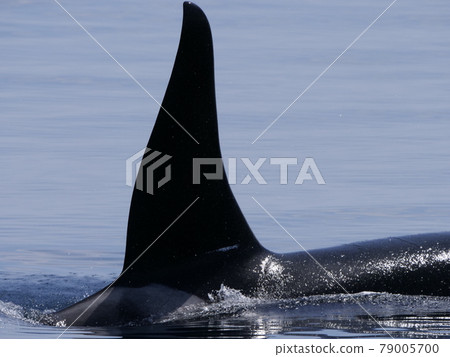 Wild orca off Rausu, Hokkaido, taken on June 22, 2021 79005700