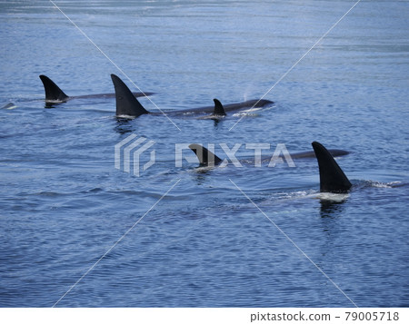 Wild orca off Rausu, Hokkaido, taken on June 22, 2021 Wild orca off Rausu, Hokkaido, taken on June 22, 2021 79005718