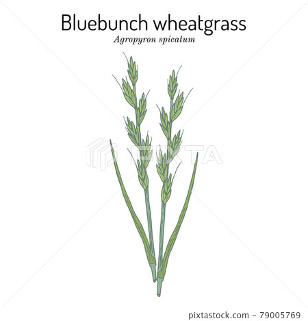 Bluebunch wheatgrass Agropyron spicatum , Official State Grass of Montana 79005769