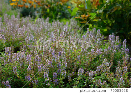 宮前公園的百里香花和芽 79005928