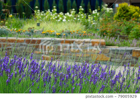 Purple lavender flowers and buds in the flowerbed of Miyamae Park 79005929