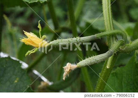 黃瓜種植和收穫/菜園 79006152