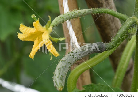 黃瓜種植和收穫/菜園 79006153