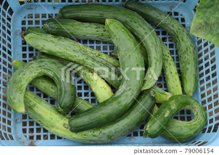 黃瓜種植和收穫/菜園 79006154