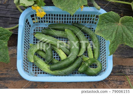 黃瓜種植和收穫/菜園 79006155