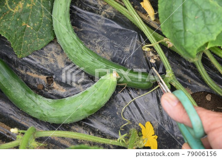 黃瓜種植和收穫/菜園 黃瓜種植和收穫/菜園 79006156