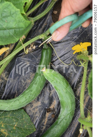 黃瓜種植和收穫/菜園 79006157