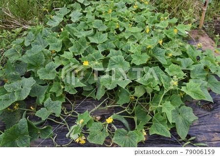 黃瓜種植和收穫/菜園 黃瓜種植和收穫/菜園 79006159