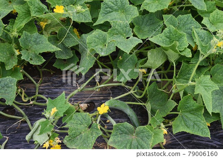 黃瓜種植和收穫/菜園 黃瓜種植和收穫/菜園 79006160
