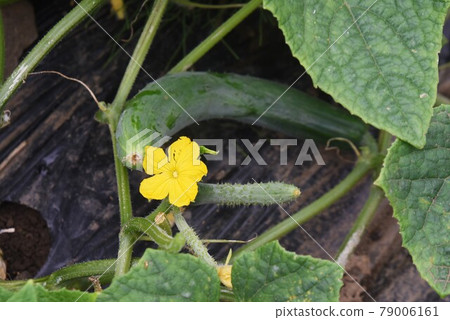 黃瓜種植和收穫/菜園 黃瓜種植和收穫/菜園 79006161