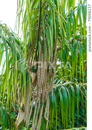 A plant in the tropical jungle. Palm tree with leaves hanging down 79006237