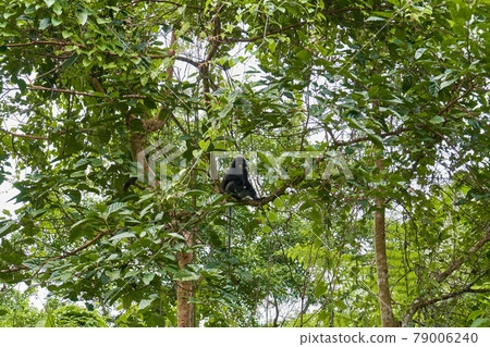 A wild monkey of the Langur breed on a tree branch in the dense jungle. Natural habitat A wild monkey of the Langur breed on a tree branch in the dense jungle. Natural habitat 79006240