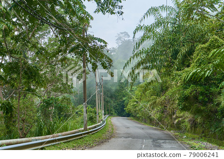 An asphalt road through the dense green mountain jungle An asphalt road through the dense green mountain jungle 79006241