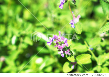 貓薄荷花 貓薄荷花 79006425