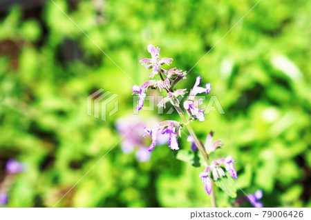 貓薄荷花 79006426