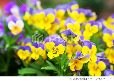 Flowerbed with pansies Flowerbed with pansies 79006482