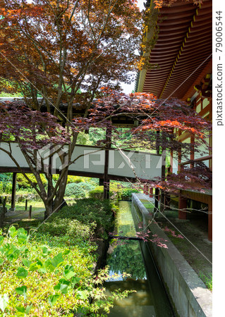 Summer scenery of Kyuanji Temple in Ikeda City, Osaka Prefecture 79006544