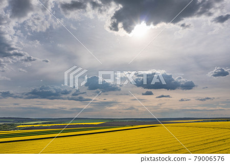 Clouds above agricultural rape field, aerial shot Clouds above agricultural rape field, aerial shot 79006576
