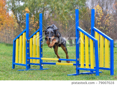 Beauceron dog jumping on agility training 79007028