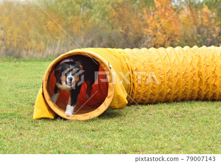 Dog on agility training 79007143